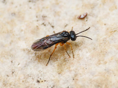 Monophadnus spinolae