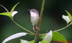 Prinia rufescens