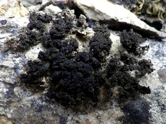 Lathagrium auriforme