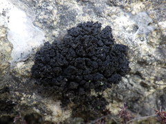 Lathagrium auriforme