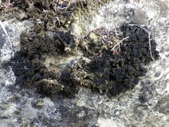 Lathagrium auriforme