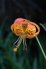 Lilium pardalinum vollmeri