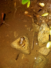 Limnonectes kuhlii
