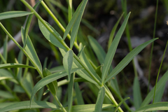 Lilium pardalinum vollmeri