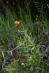 Lilium pardalinum vollmeri