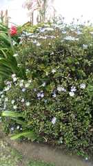 Magnoliopsida