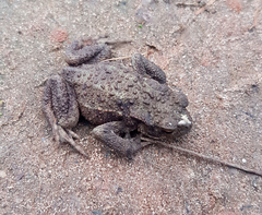 Lucilia bufonivora