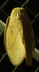 Philotherma rosa
