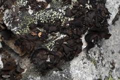 Umbilicaria polyphylla