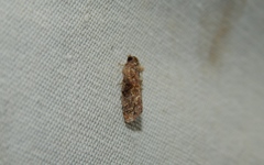 Cryptophlebia peltastica