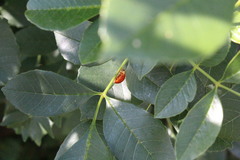 Harmonia axyridis