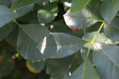 Harmonia axyridis