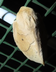 Philotherma rosa