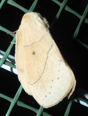 Philotherma rosa