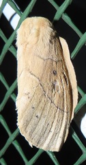 Philotherma rosa
