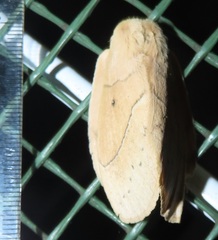 Philotherma rosa