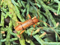 Xuthodes punctipennis