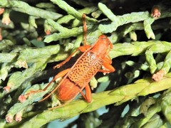 Xuthodes punctipennis