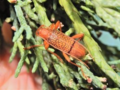 Xuthodes punctipennis