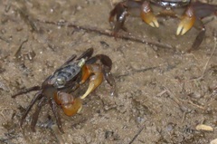 Parasesarma catenatum