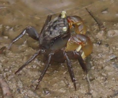 Parasesarma catenatum