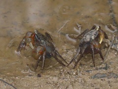 Parasesarma catenatum