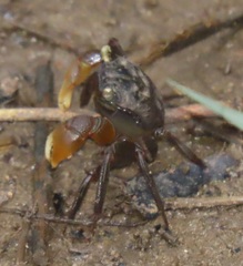 Parasesarma catenatum