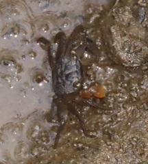 Parasesarma catenatum