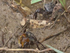 Parasesarma catenatum