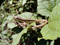 Takydromus sexlineatus