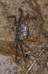 Parasesarma catenatum