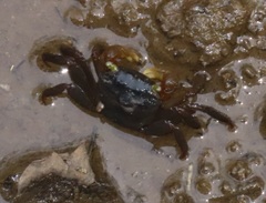 Parasesarma catenatum