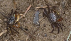 Parasesarma catenatum