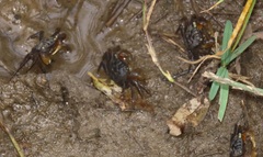 Parasesarma catenatum