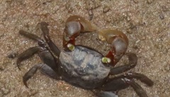 Parasesarma catenatum