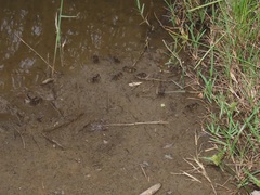 Parasesarma catenatum