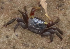 Parasesarma catenatum