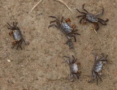 Parasesarma catenatum