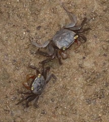 Parasesarma catenatum