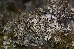 Platismatia stenophylla