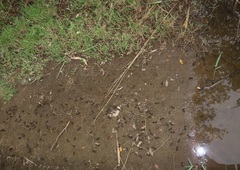 Parasesarma catenatum