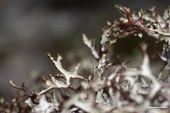 Platismatia stenophylla