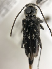 Sarosesthes fulminans