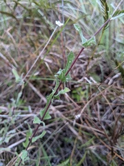 Melanthera parvifolia