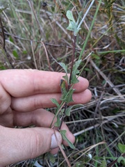 Melanthera parvifolia