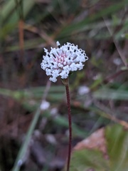 Melanthera parvifolia