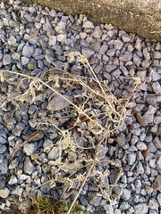 Mollugo verticillata