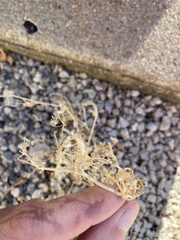 Mollugo verticillata