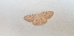 Scopula luridata
