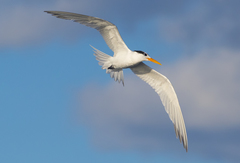 Thalasseus bengalensis